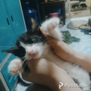 Persian- Siamese Kittens | PostAds PH