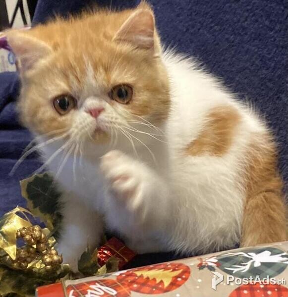 Exotic Shorthair kittens