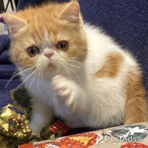 Exotic Shorthair kittens | PostAds PH