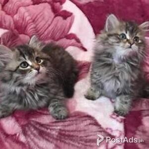 Siberian forest Kitten | PostAds PH