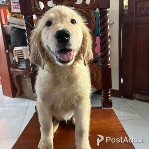 1 Female Golden Retriever Puppy | PostAds PH