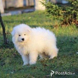 Samoyed puppies ready! | PostAds PH