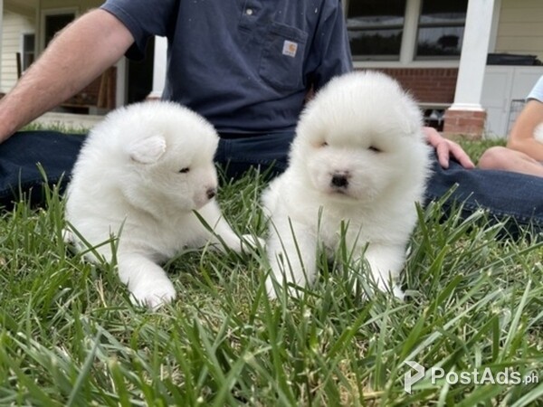 Gorgeous Samoyed Puppies