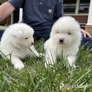 Gorgeous Samoyed Puppies | PostAds PH