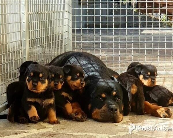 ROTTWEILER PUPPIES READY NOW