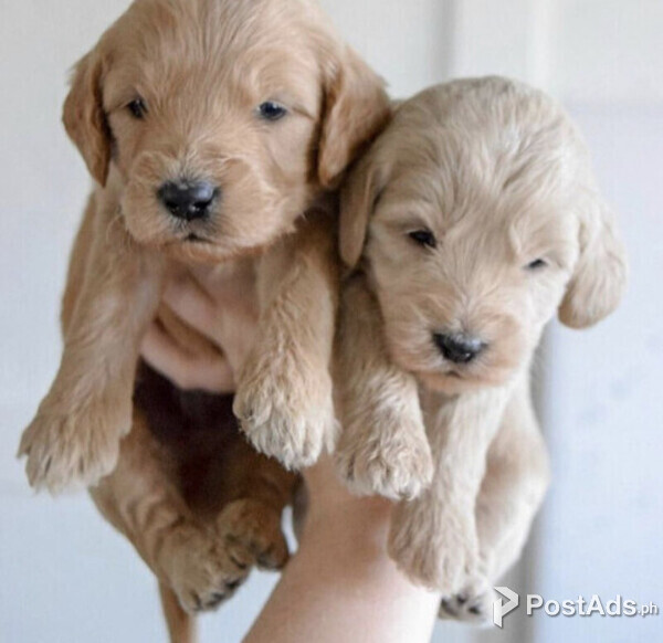 Labradoodles puppies ready for their new home.