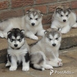 Alaskan malamute puppies | PostAds PH