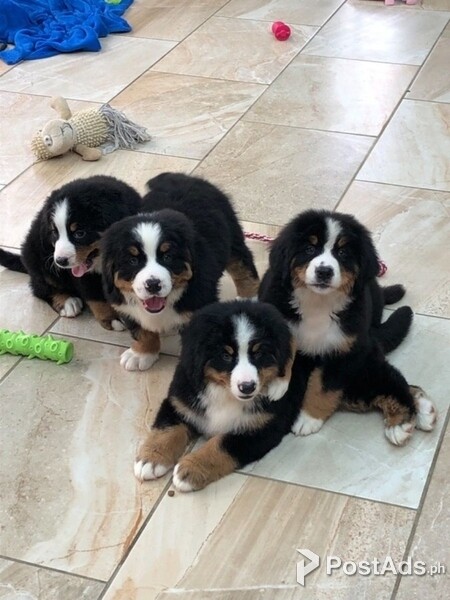 Bernese Mountain Dog puppies 