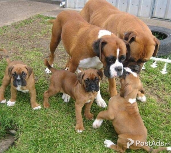 Amazing Boxer puppies for sale