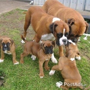 Amazing Boxer puppies for sale | PostAds PH