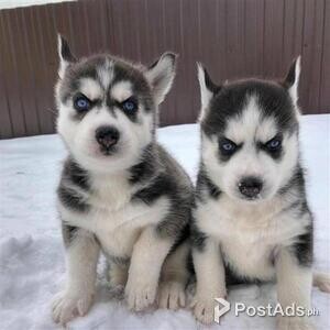 Siberian Husky Puppies | PostAds PH