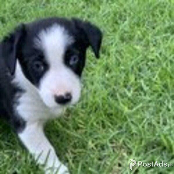 Border Collie Puppies