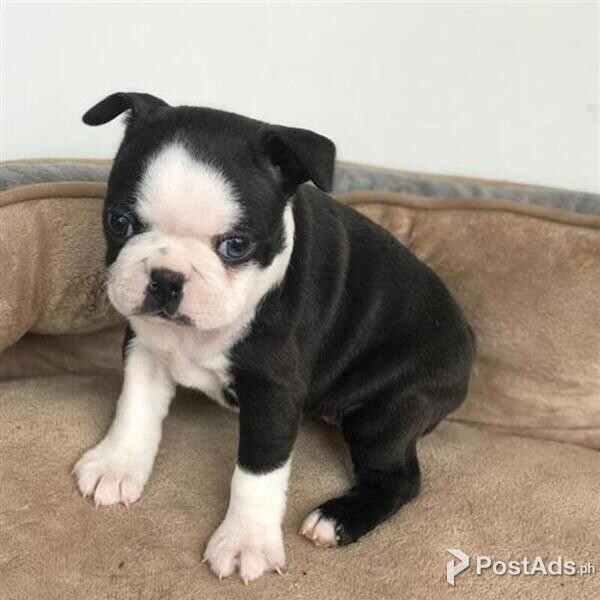 Boston Terrier