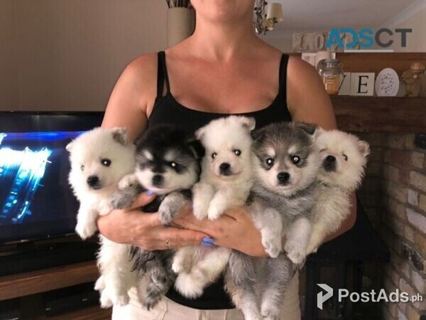 Beautiful Blue Eyed Pomsky Puppies