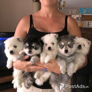 Beautiful Blue Eyed Pomsky Puppies | PostAds PH