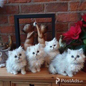 Persian kittens for sale | PostAds PH