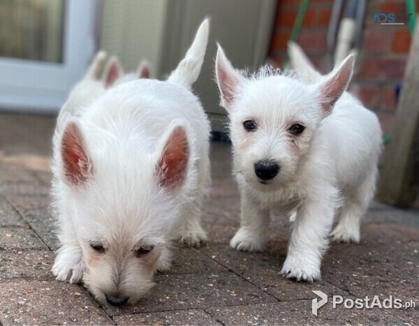 Beautiful West Highland Terrier Puppies