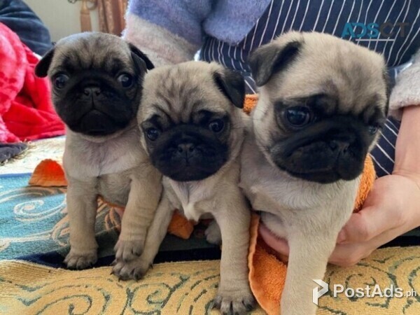 Pretty Pug Puppies for sale