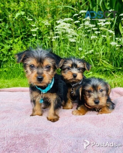 Teacup Yorkie Puppies for sale.