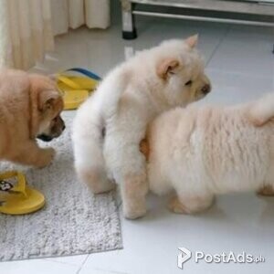 CHOW CHOW PUPPY MALE & FEMALE FOR SALE | PostAds PH