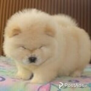 Chowchow Puppies Ready | PostAds PH