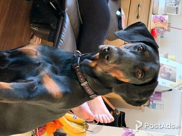 Doberman Puppies