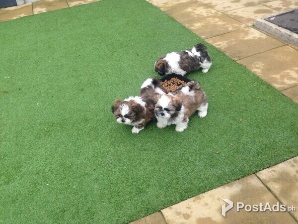 Shih-Tzu Puppies