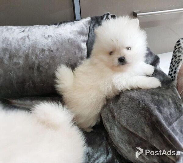 Pomeranian Puppies