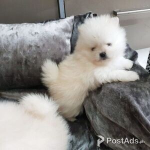 Pomeranian Puppies | PostAds PH