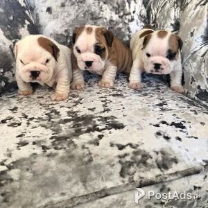 ENGLISH BULLDOG FOR WILLING HOMES | PostAds PH