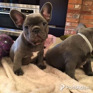French bulldog puppies | PostAds PH