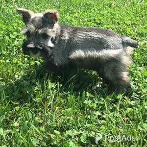 Giant Schnauzer puppies! | PostAds PH