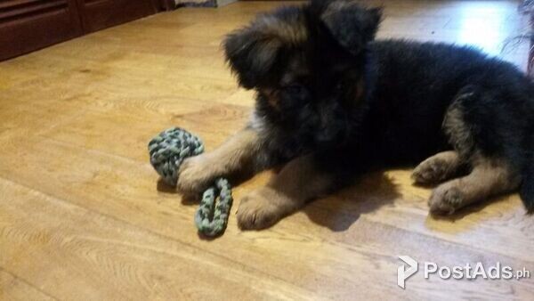 German shepherd Puppies available.