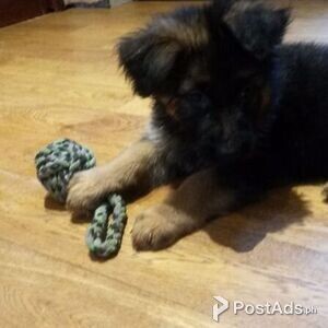 German shepherd Puppies available. | PostAds PH
