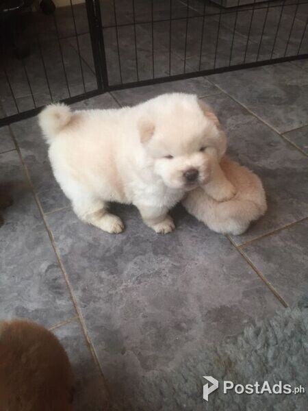 Chow Chow puppies!