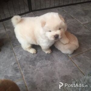 Chow Chow puppies! | PostAds PH
