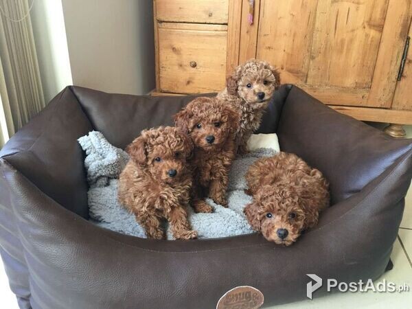 Purebred toy Poodle puppies