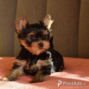 Yorkie Puppies For Sale | PostAds PH