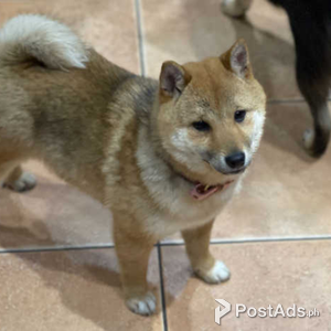 Adorable Shina Inu puppies | PostAds PH