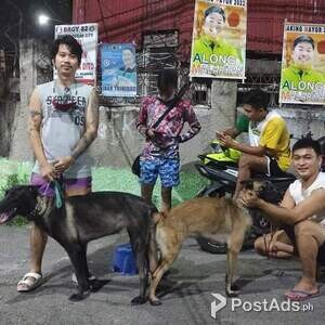 Belgian malinois | PostAds PH
