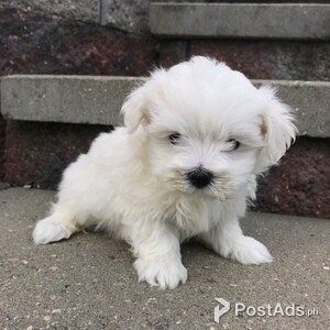 Maltese Puppies | PostAds PH