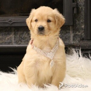 Goldern retriver Puppies for sales | PostAds PH