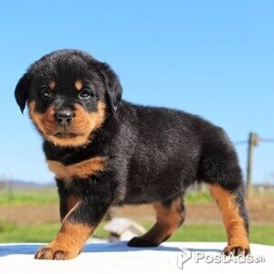 Rottweilers | PostAds PH