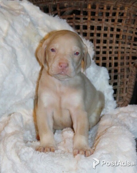  Doberman Puppies