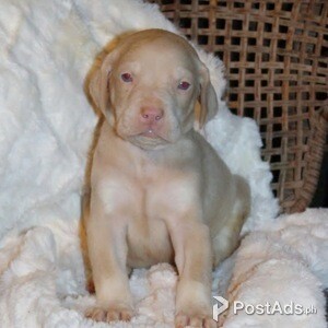 Doberman Puppies | PostAds PH