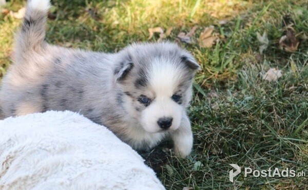 Pomsky Puppy