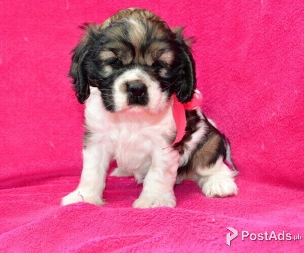 Cocker Spaniel Puppies Available for sale