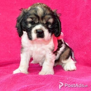 Cocker Spaniel Puppies Available for sale | PostAds PH