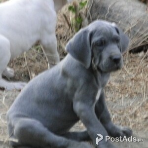 Great Dane Puppies | PostAds PH