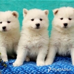 Samoyed mini toy white dogs in adoption for sale | PostAds PH